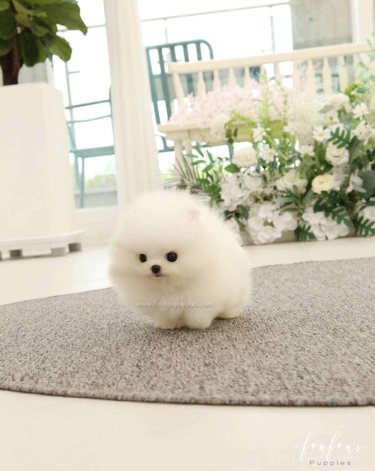 Nova - Pomeranian M.