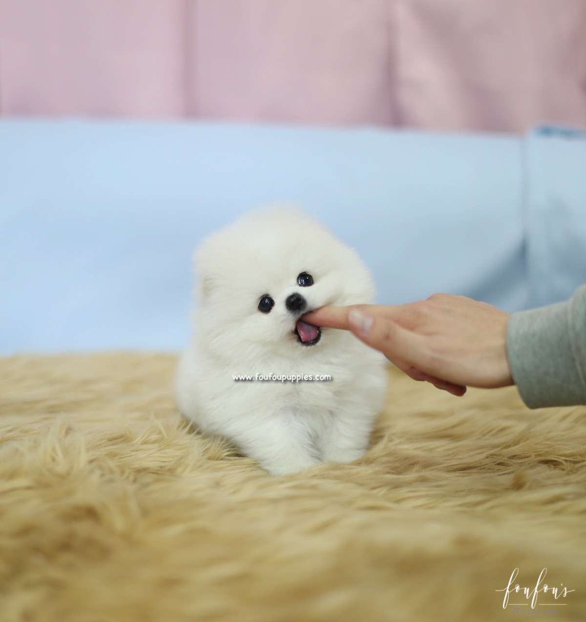 Aoki - Pomeranain M.