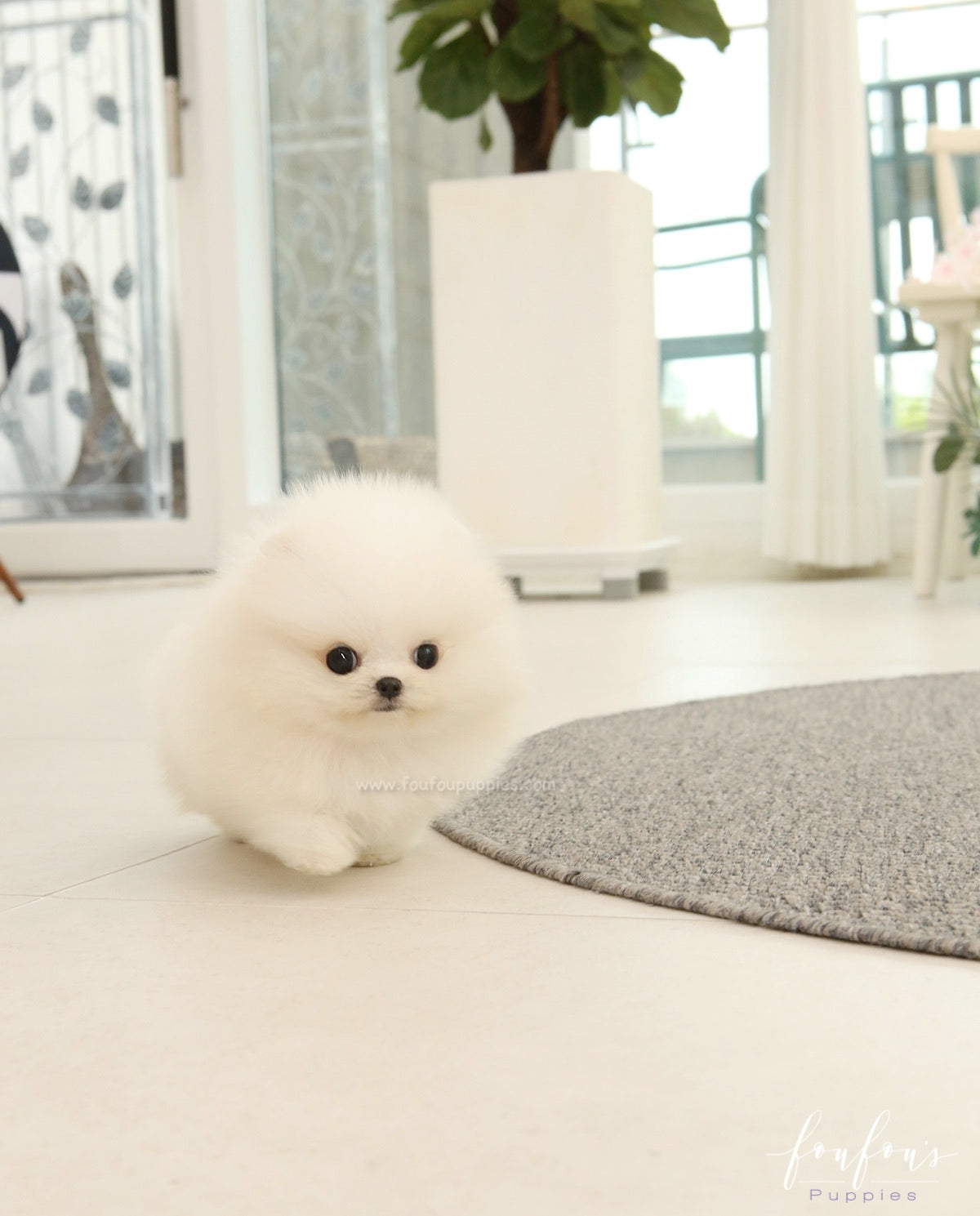 Nova - Pomeranian M.