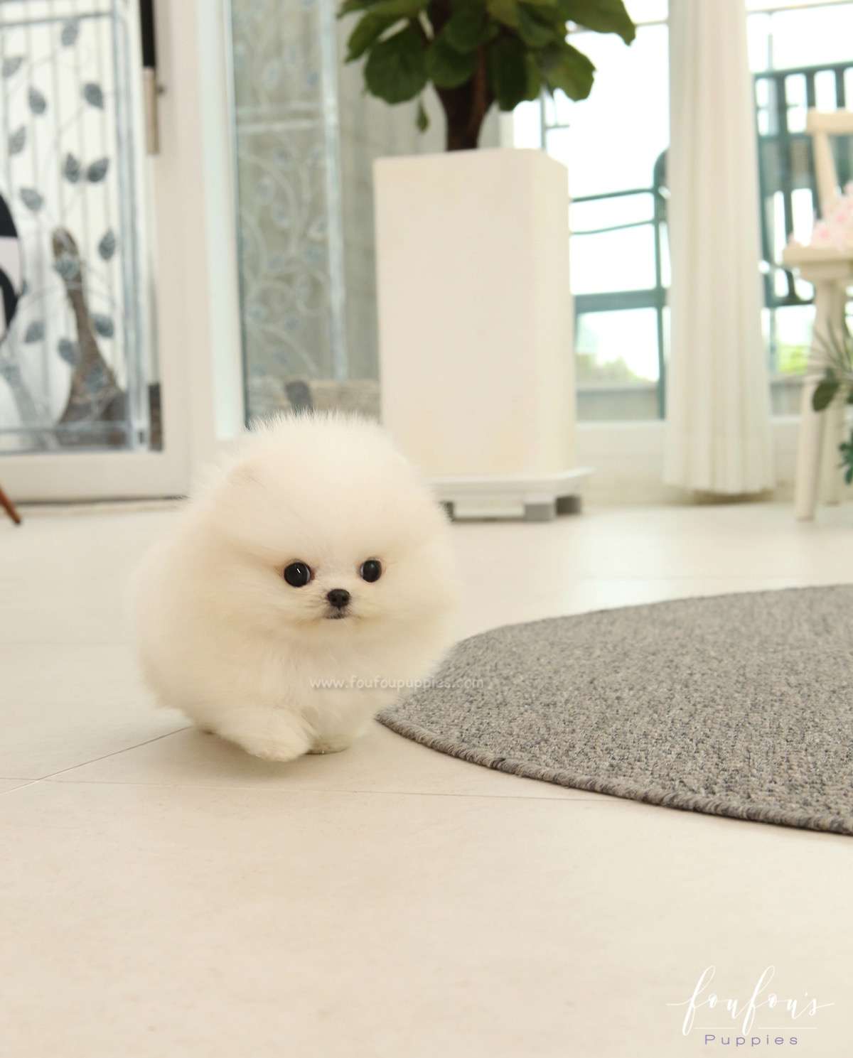 Nova - Pomeranian M.