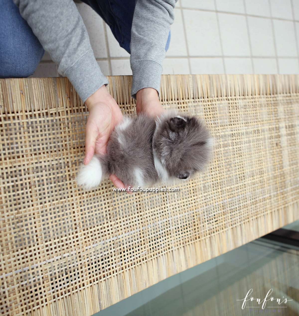 Alvin - Pomeranian M.