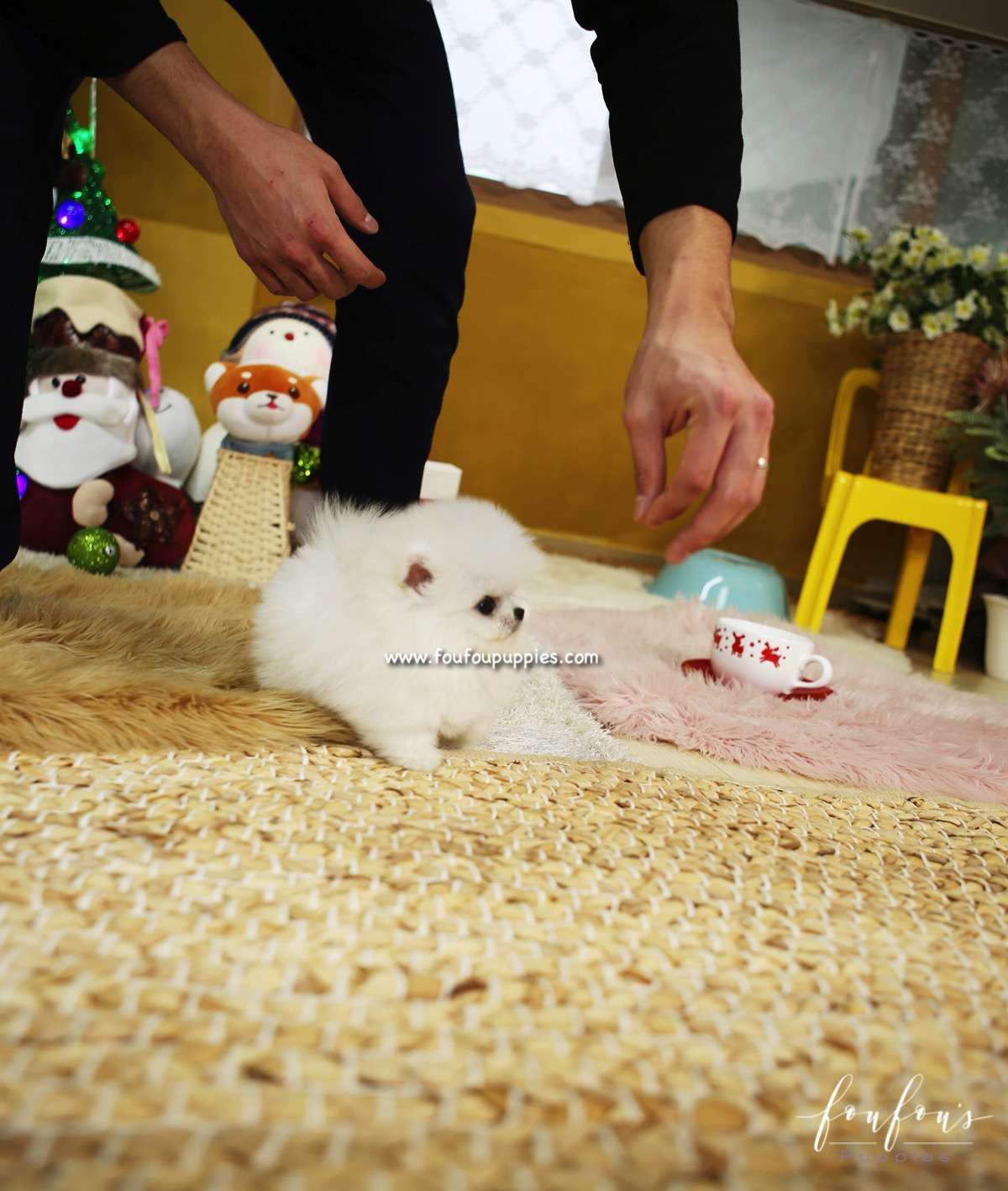 Casanova - Pomeranian M.