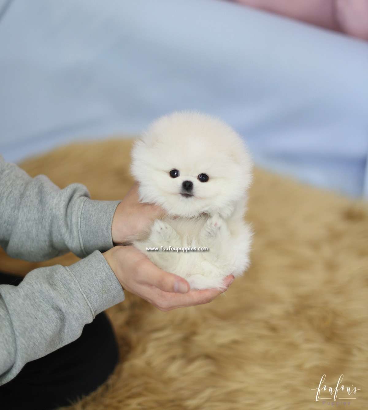 Aoki - Pomeranain M.