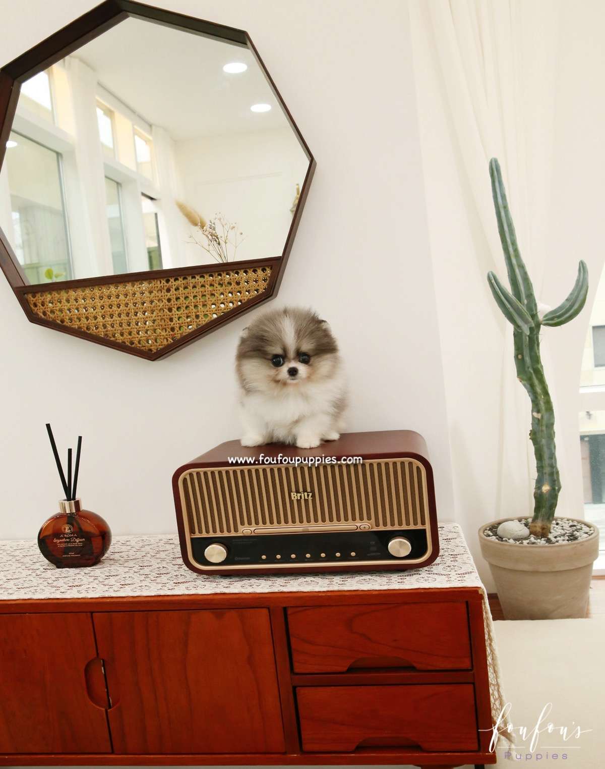 Alvin - Pomeranian M.