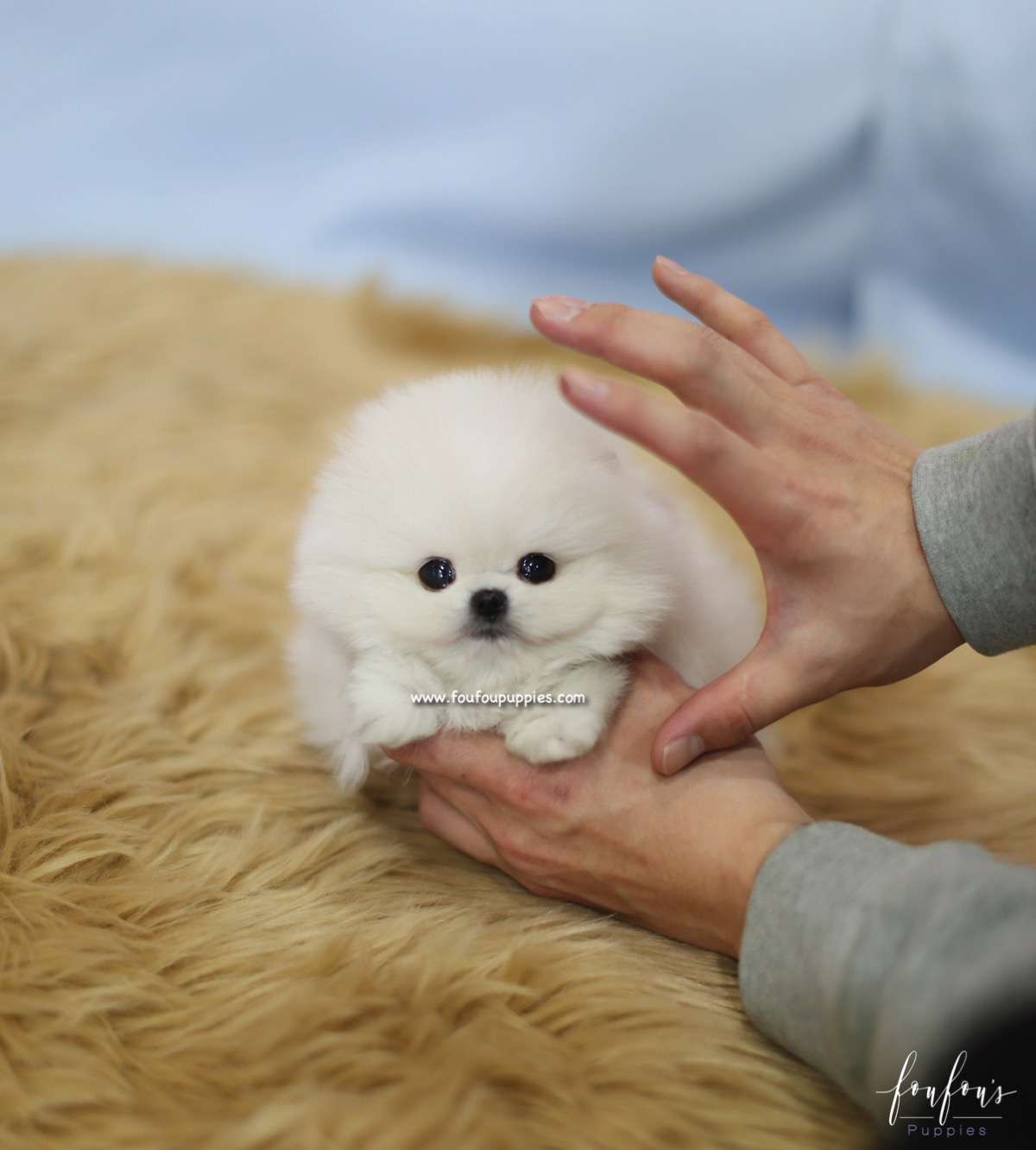 Aoki - Pomeranain M.