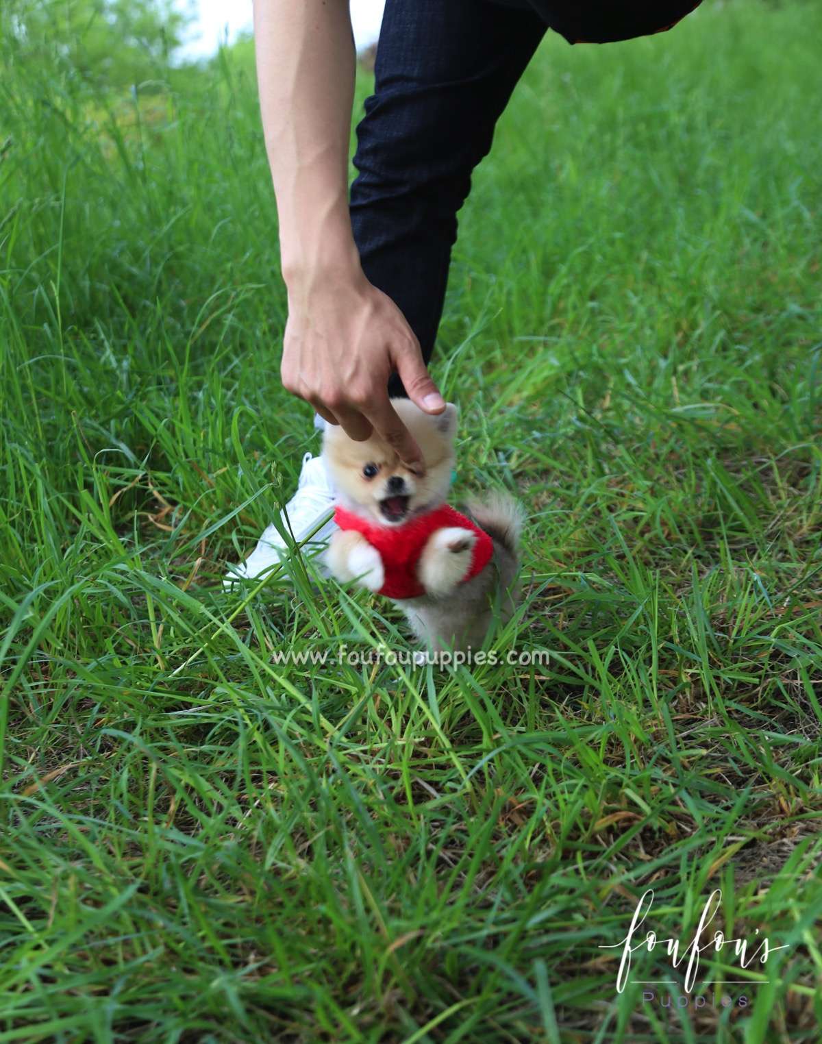 Fendi - Pomeranian F.