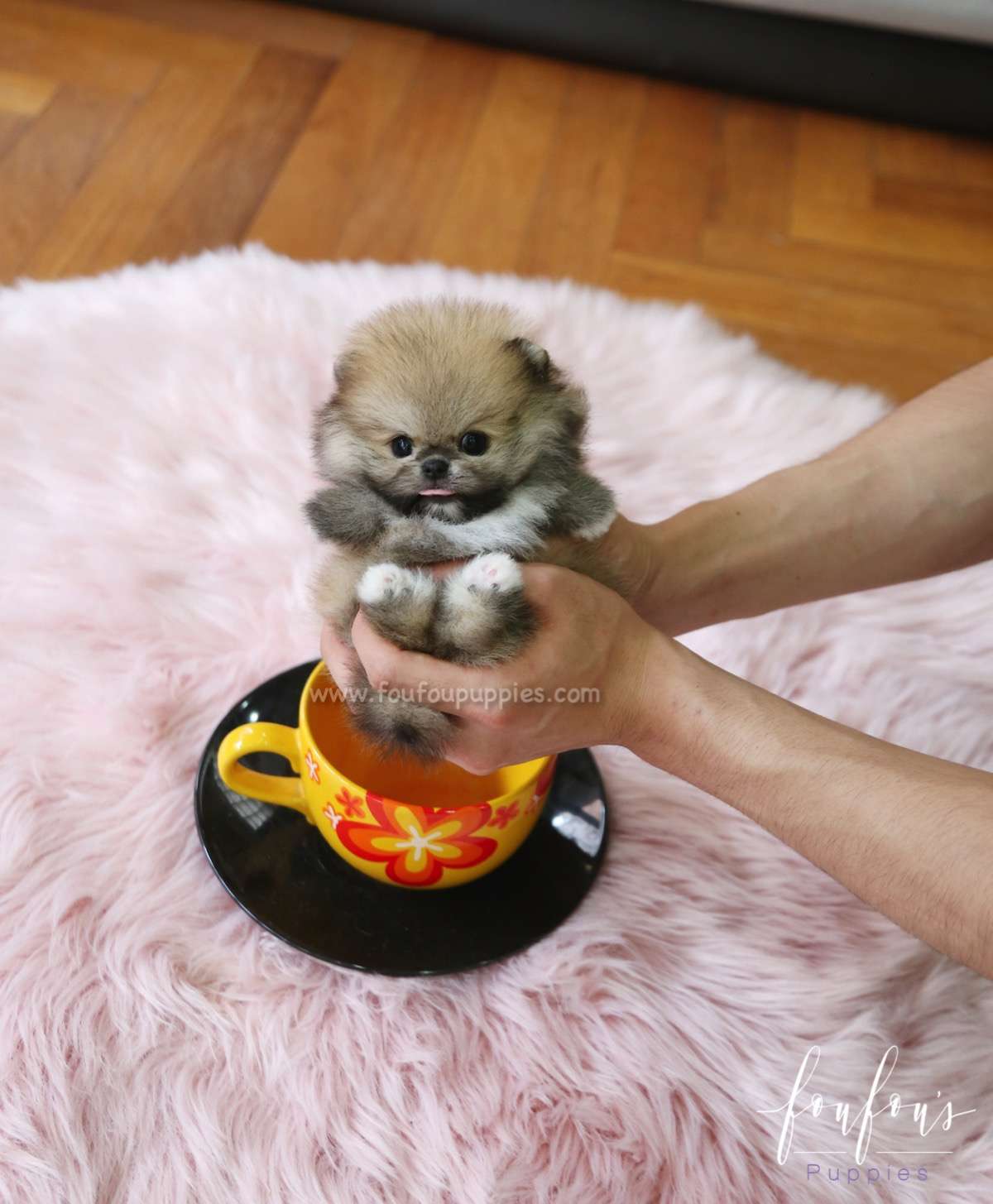 Faye - Pomeranian F.