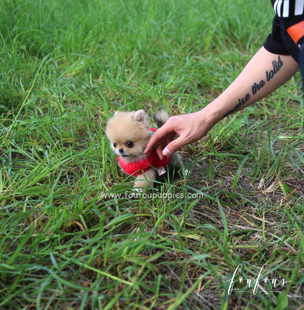 Fendi - Pomeranian F.