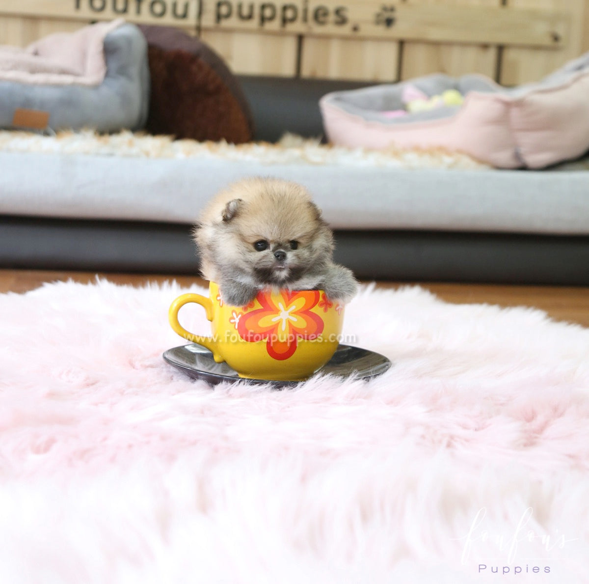 Faye - Pomeranian F.