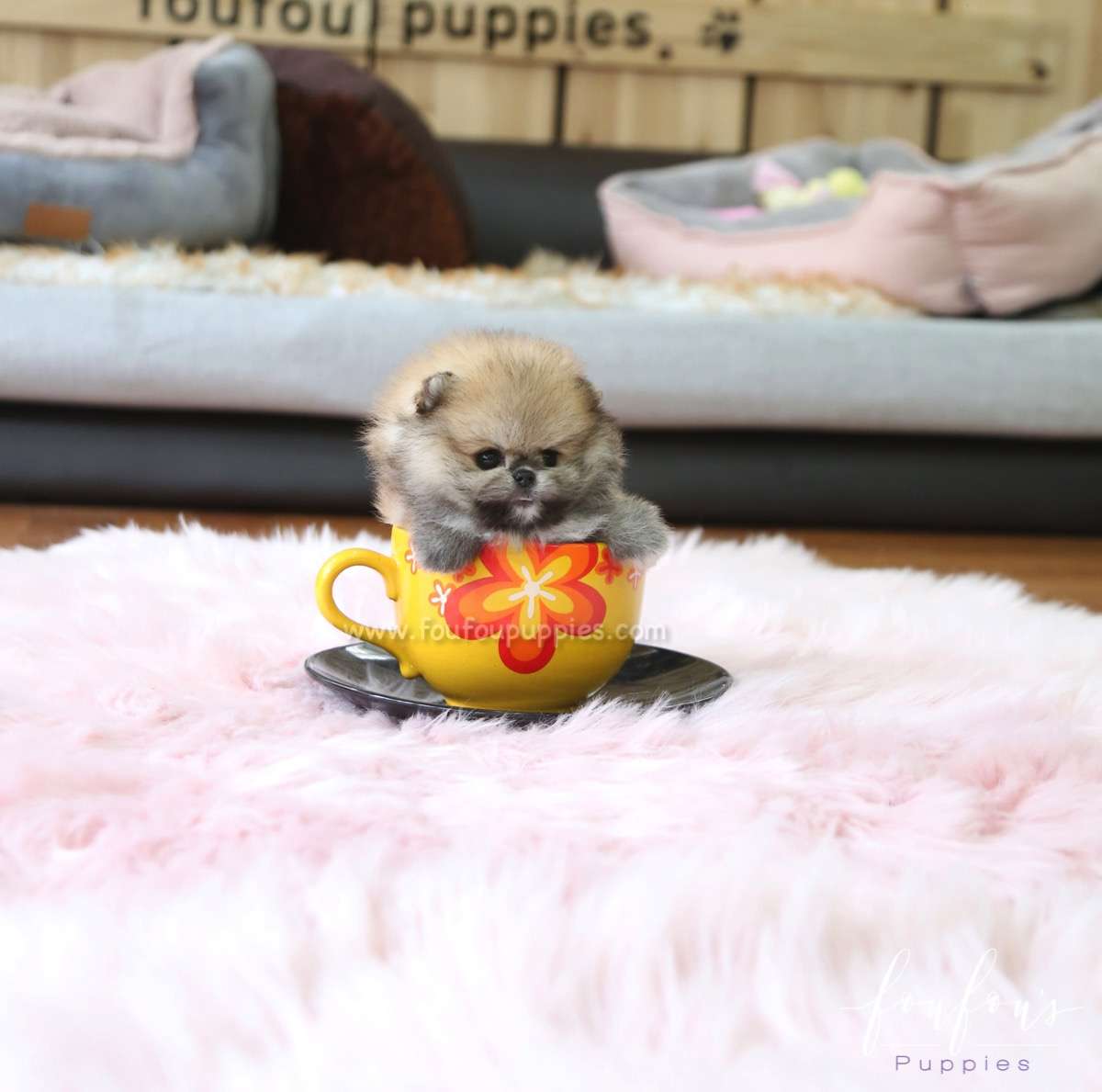 Faye - Pomeranian F.