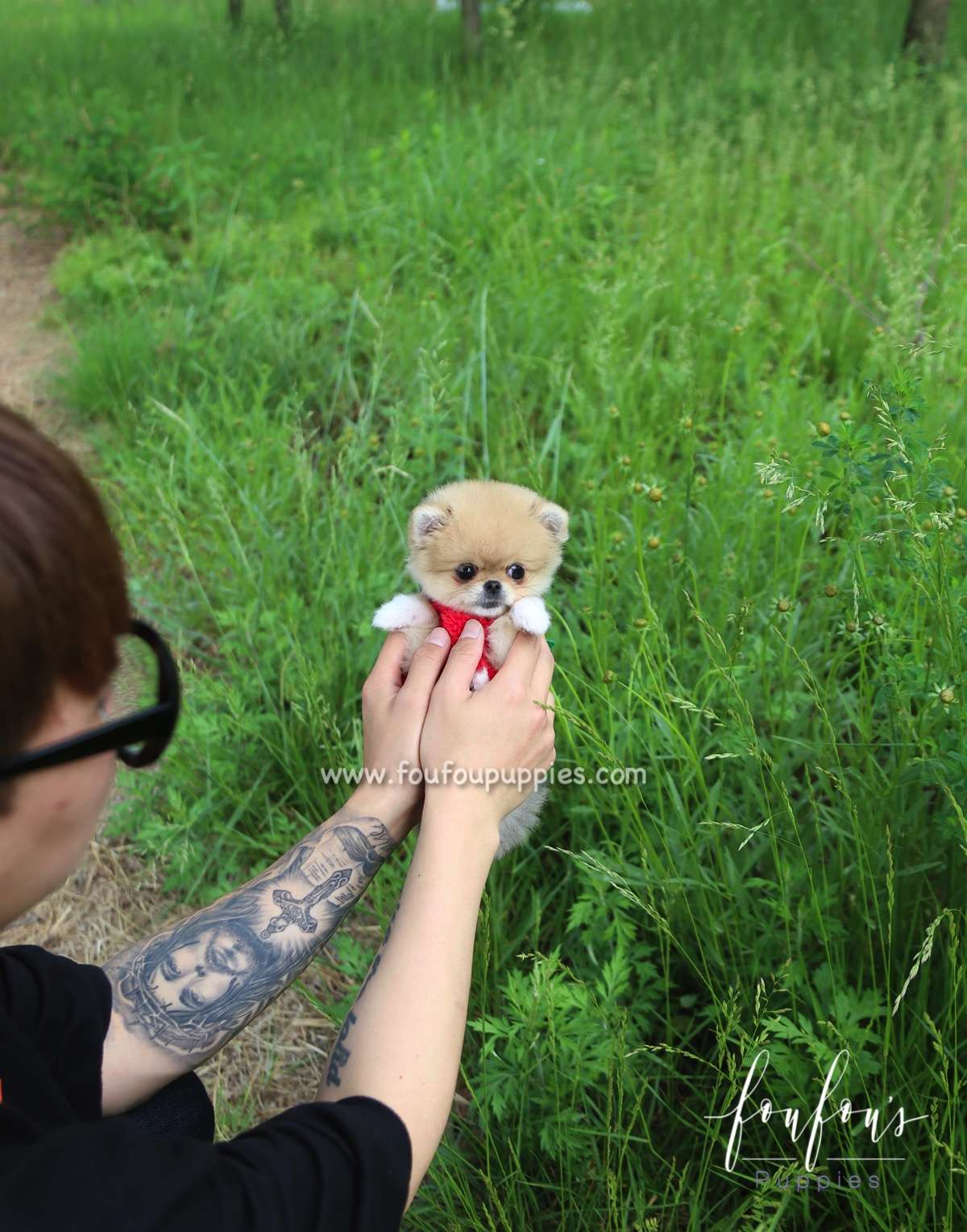Fendi - Pomeranian F.