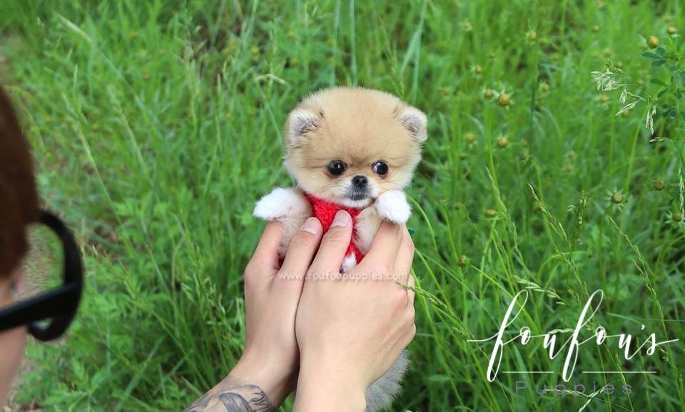 Fendi - Pomeranian F.