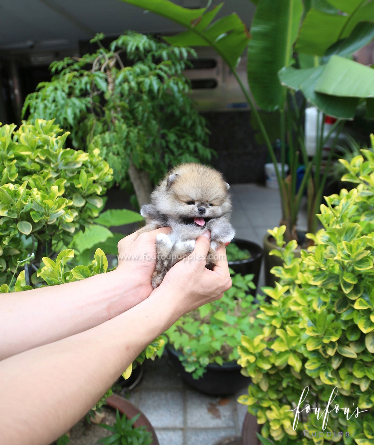 Faye - Pomeranian F.