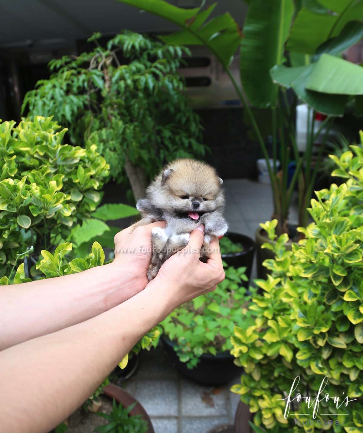 Faye - Pomeranian F.