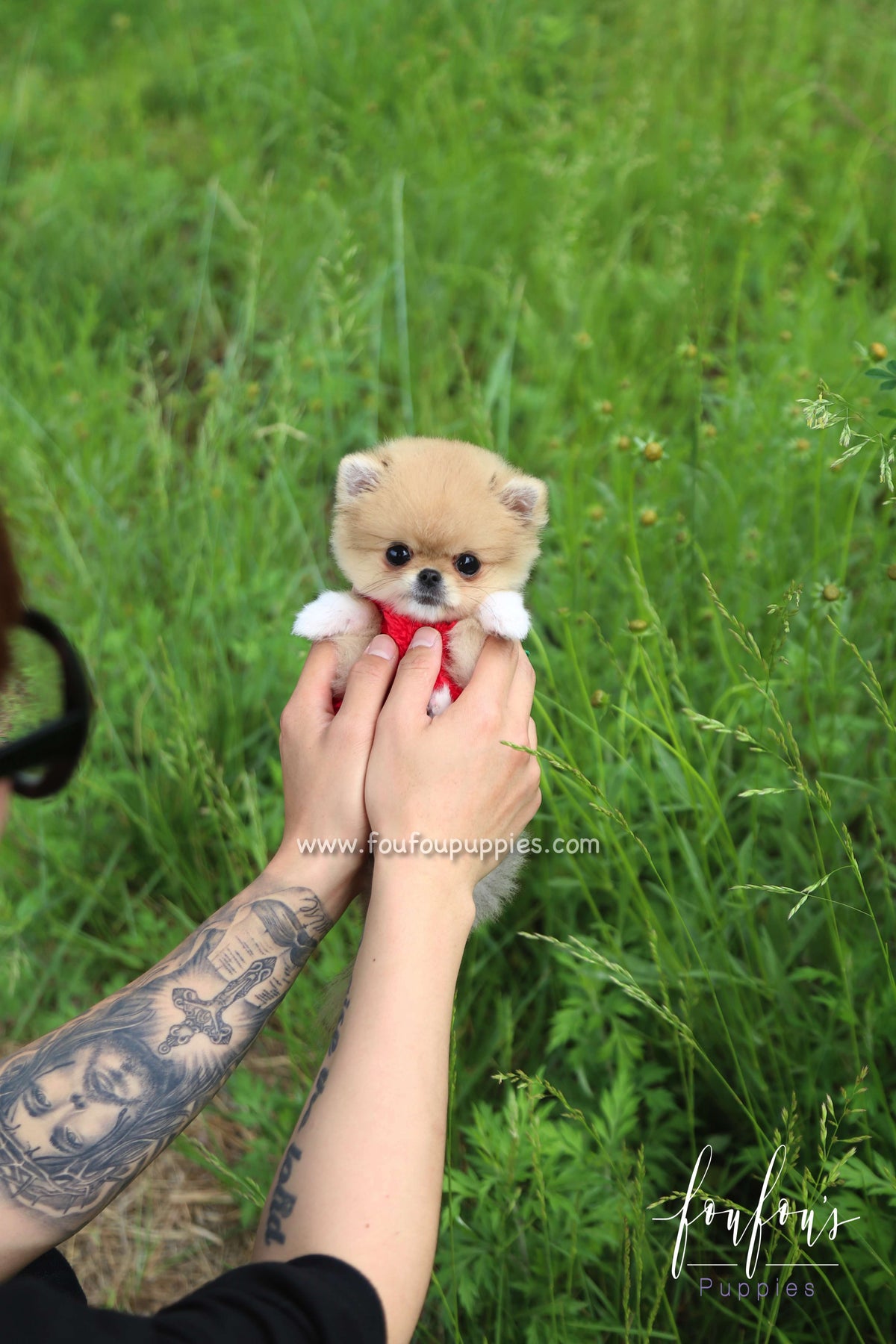 Fendi - Pomeranian F.