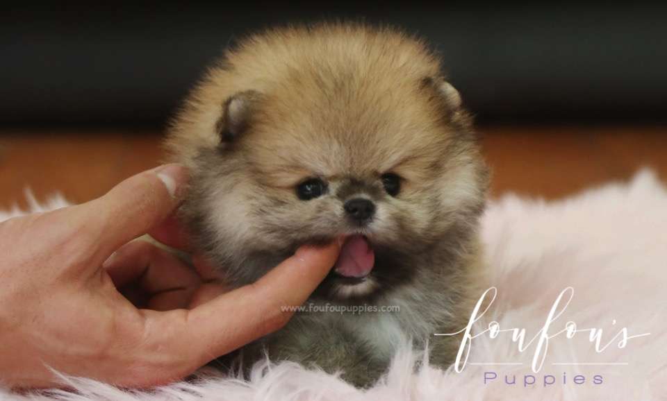 Faye - Pomeranian F.