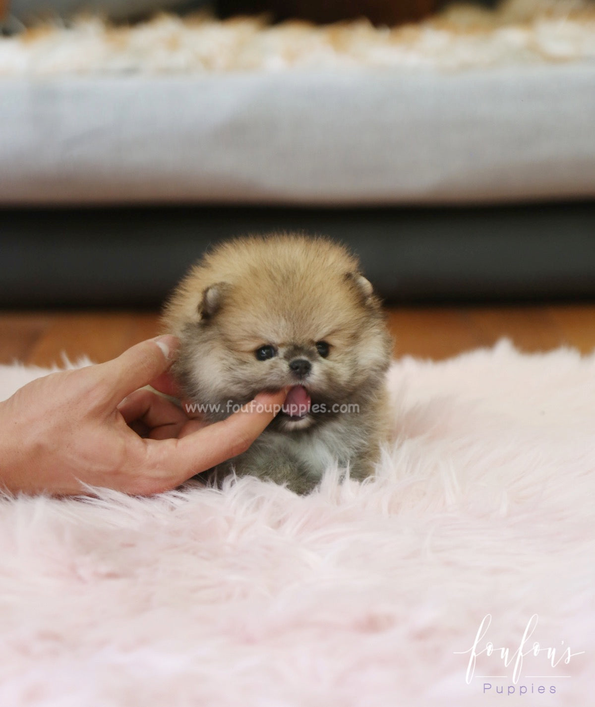 Faye - Pomeranian F.