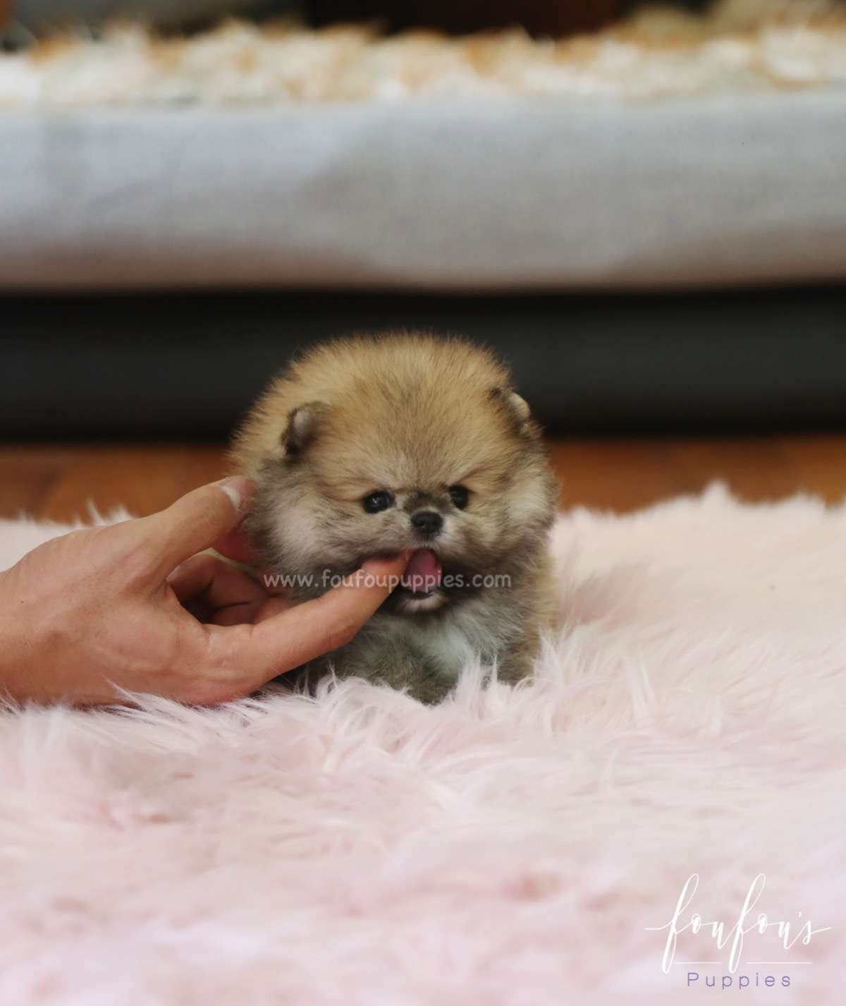 Faye - Pomeranian F.