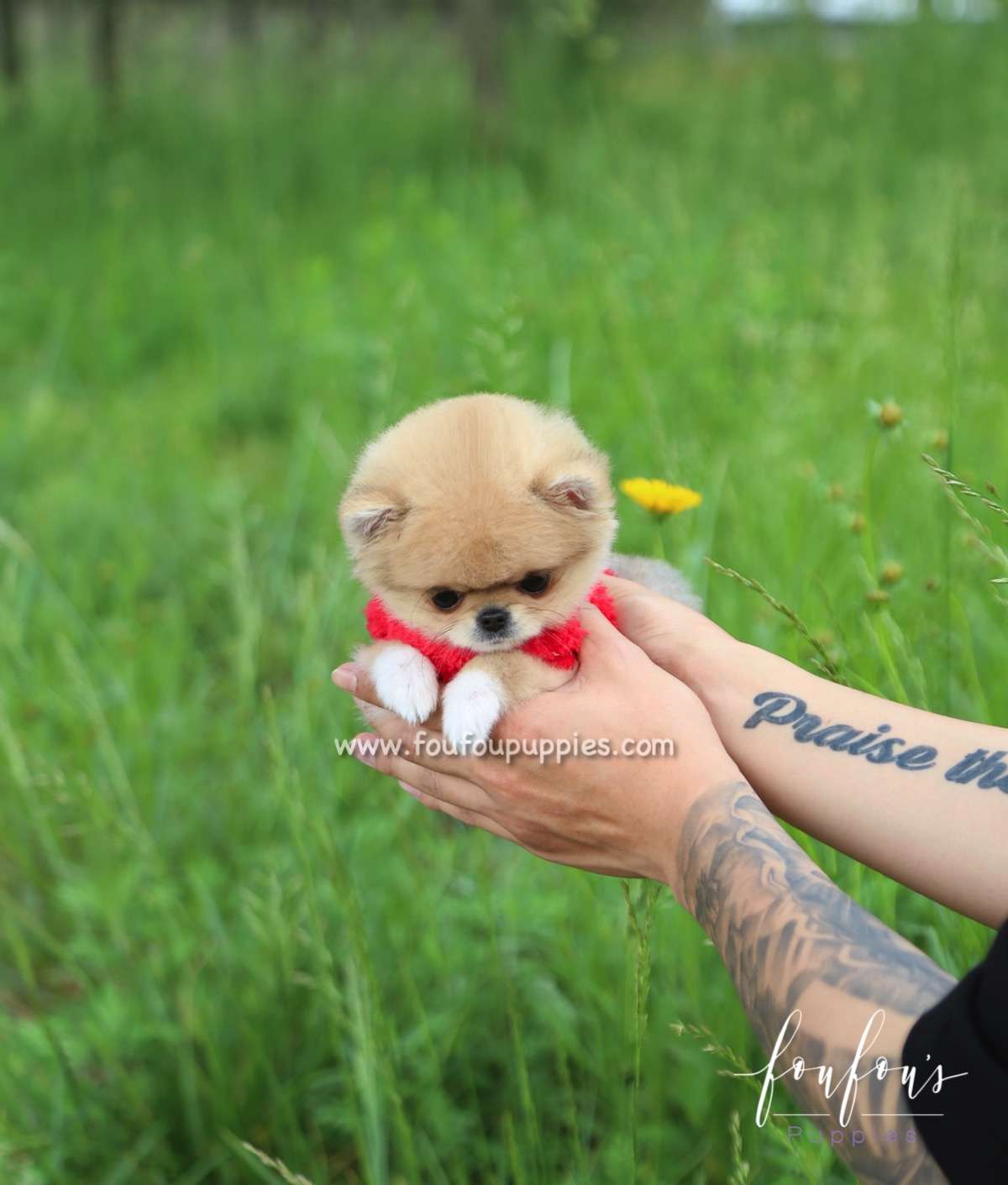 Fendi - Pomeranian F.