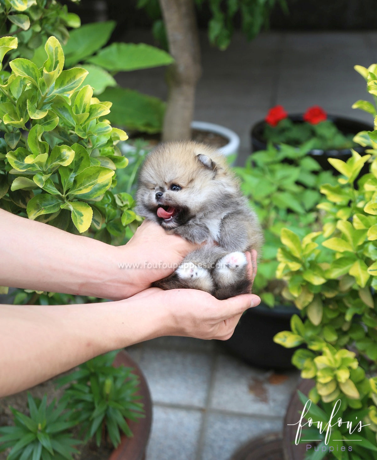 Faye - Pomeranian F.