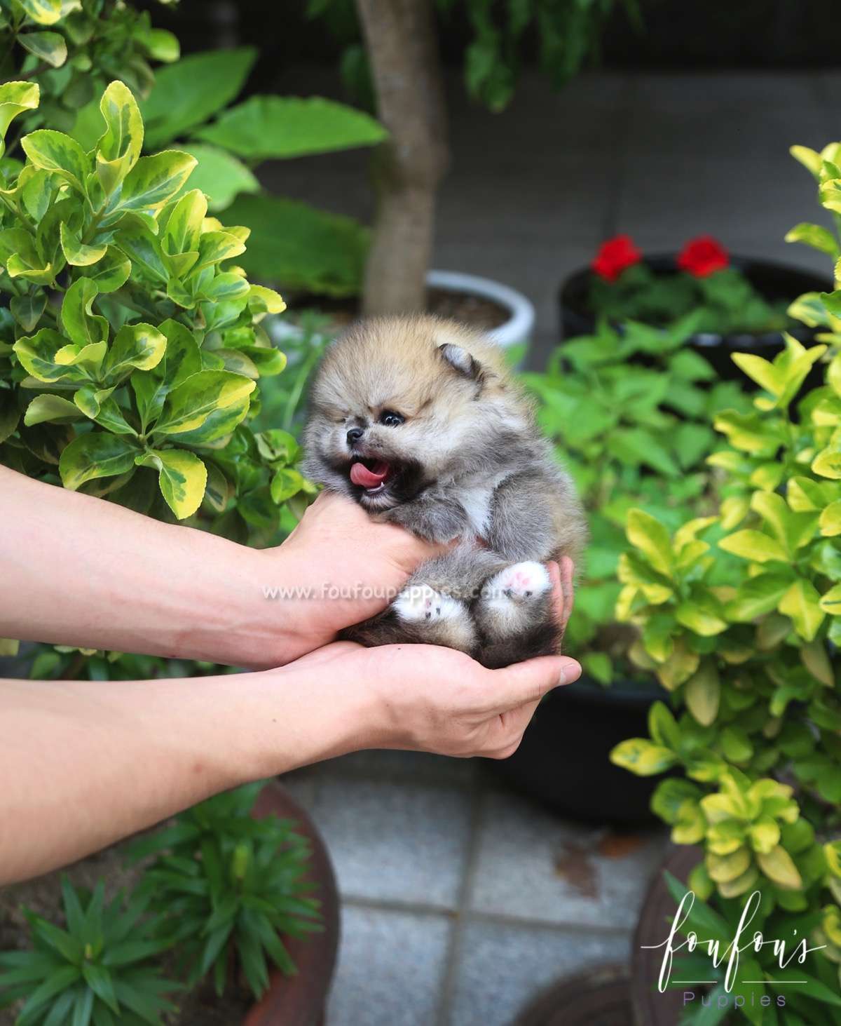 Faye - Pomeranian F.