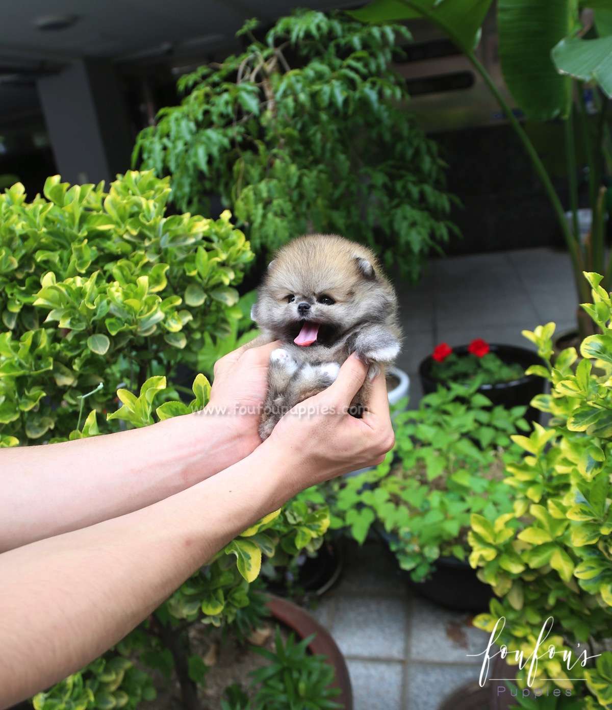 Faye - Pomeranian F.