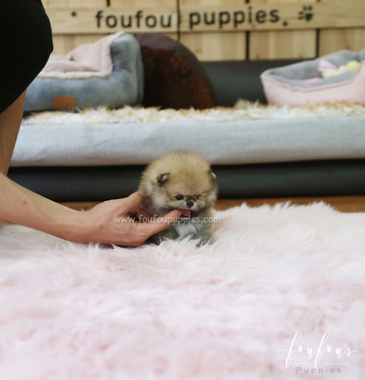 Faye - Pomeranian F.