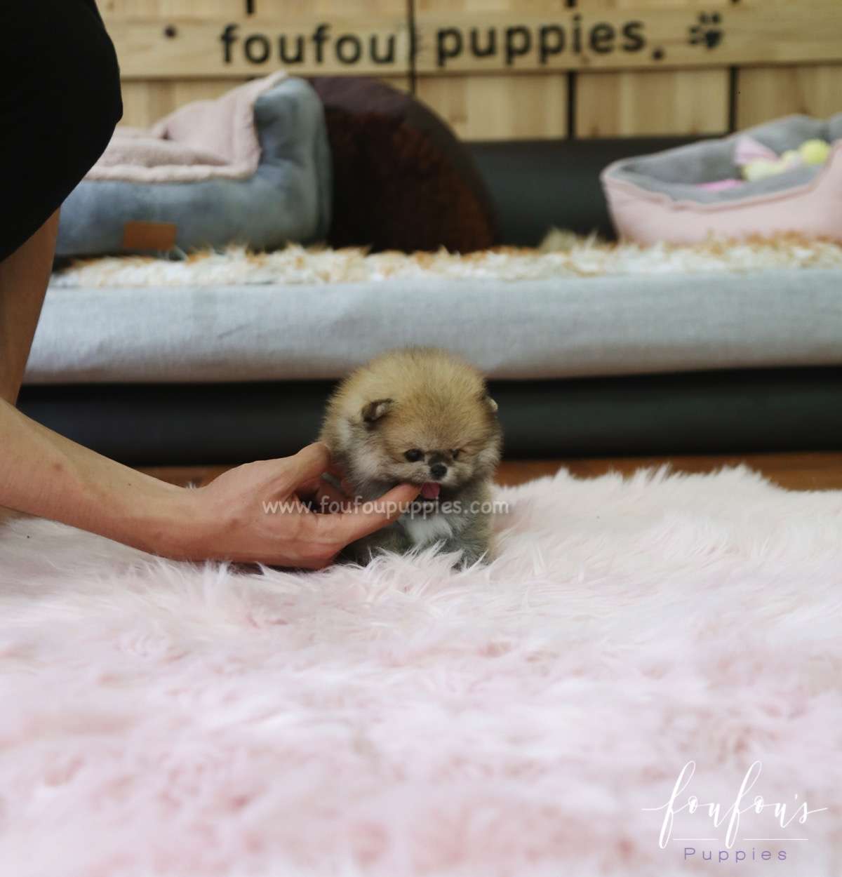 Faye - Pomeranian F.