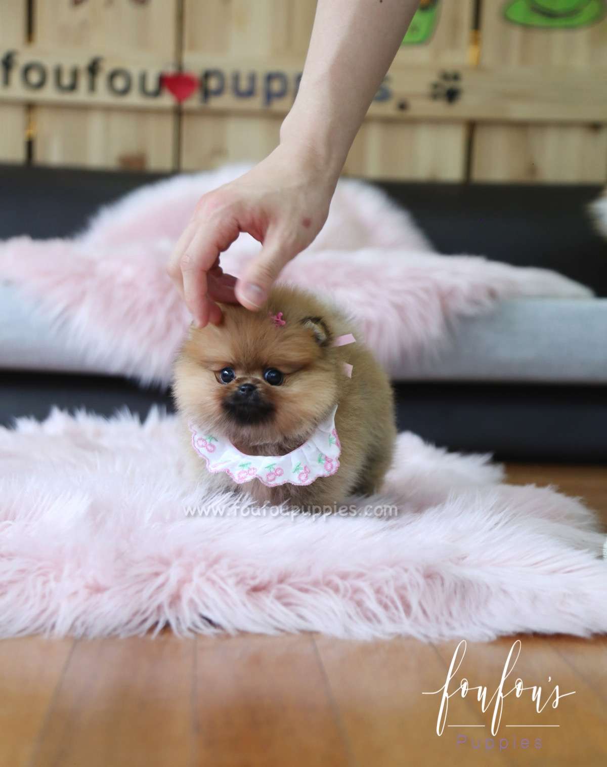 Nala - Pomeranian F.