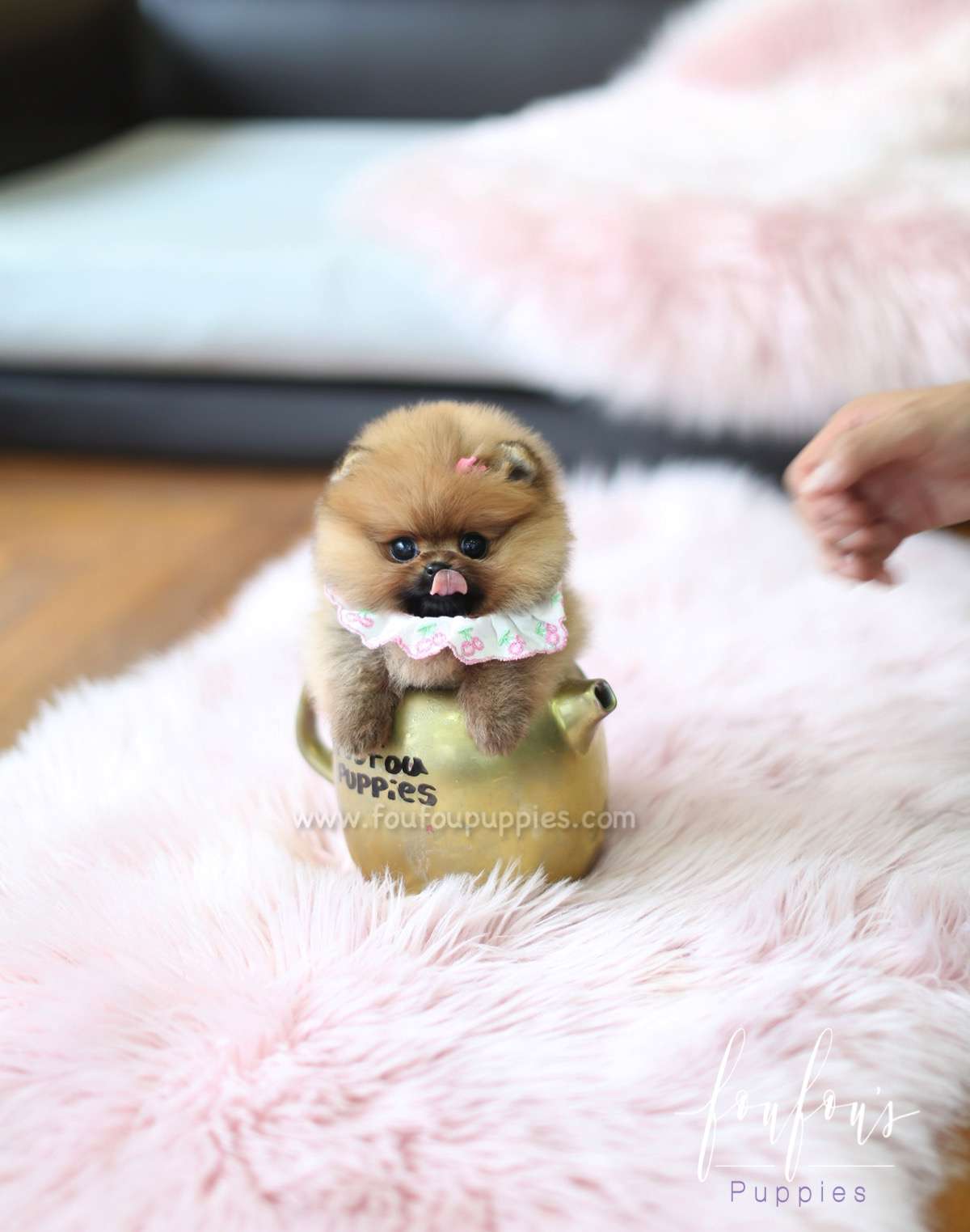 Nala - Pomeranian F.