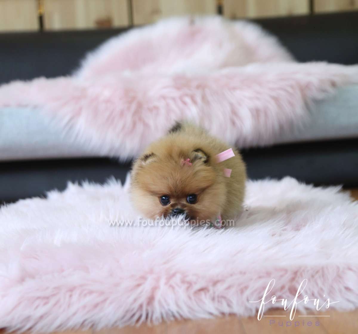 Nala - Pomeranian F.