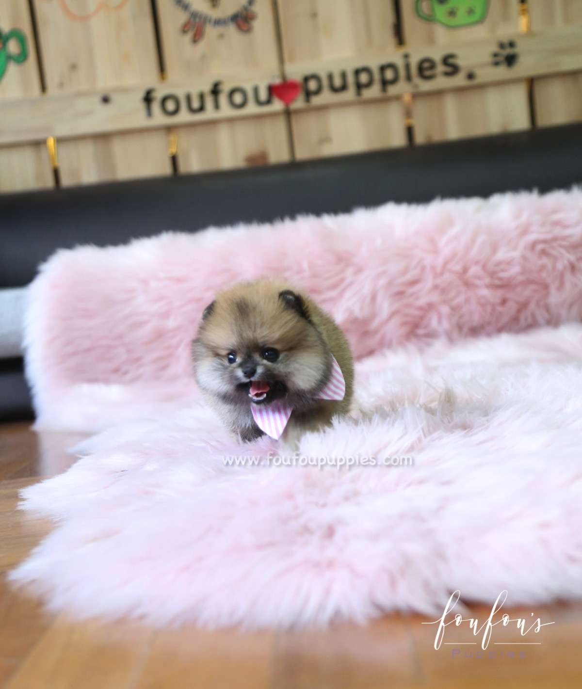 Hazel - Pomeranian F.