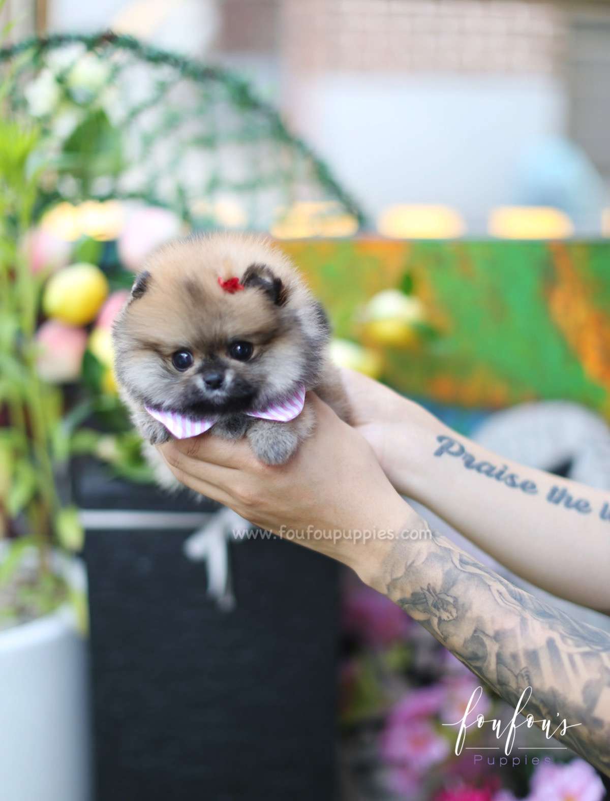Hazel - Pomeranian F.