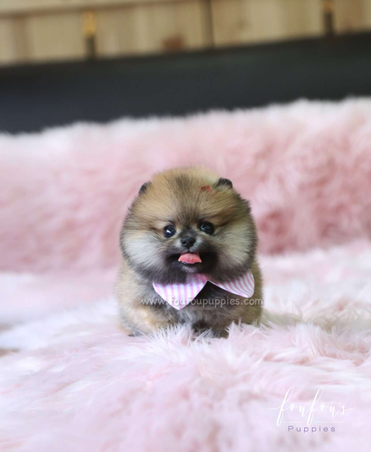 Hazel - Pomeranian F.