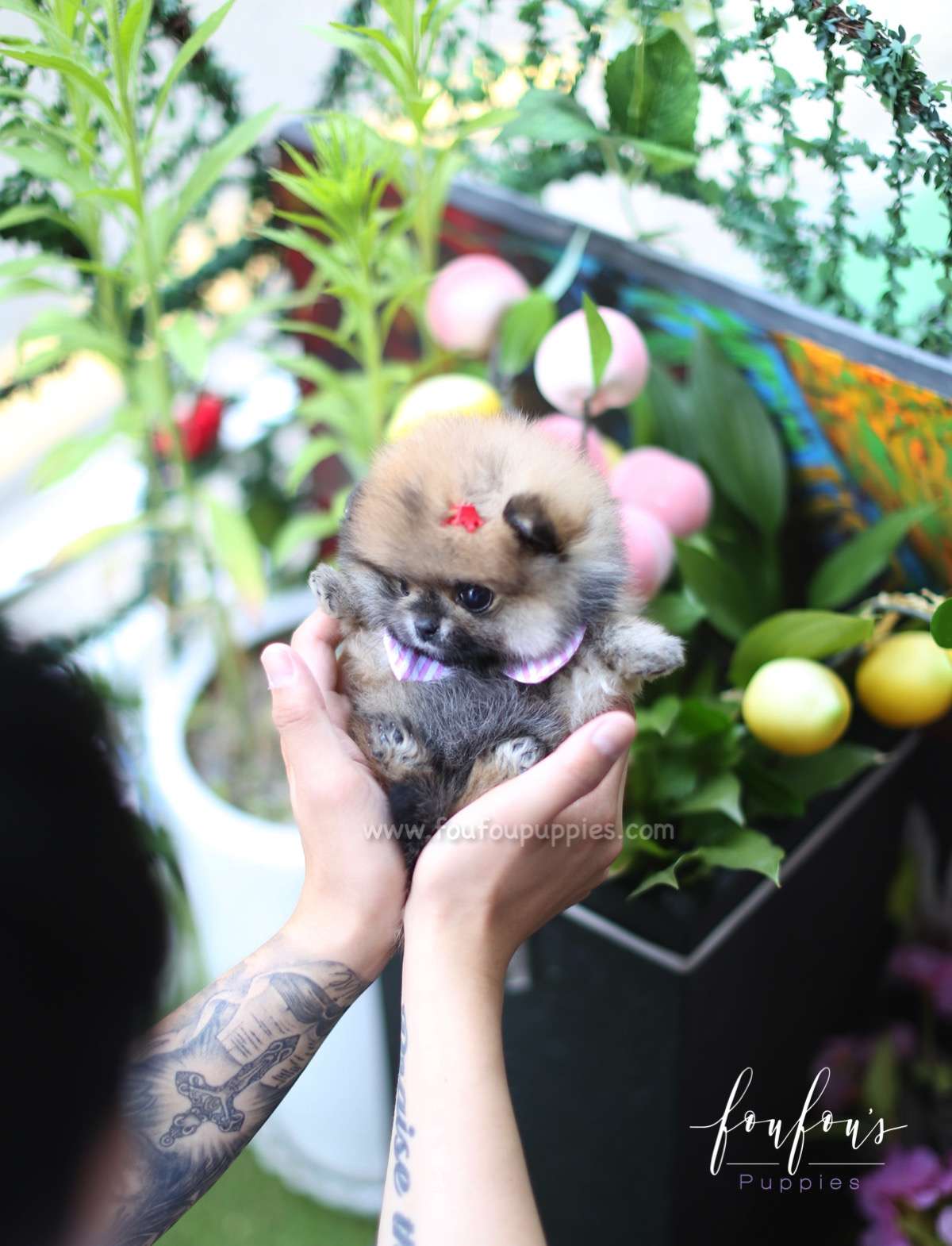 Hazel - Pomeranian F.