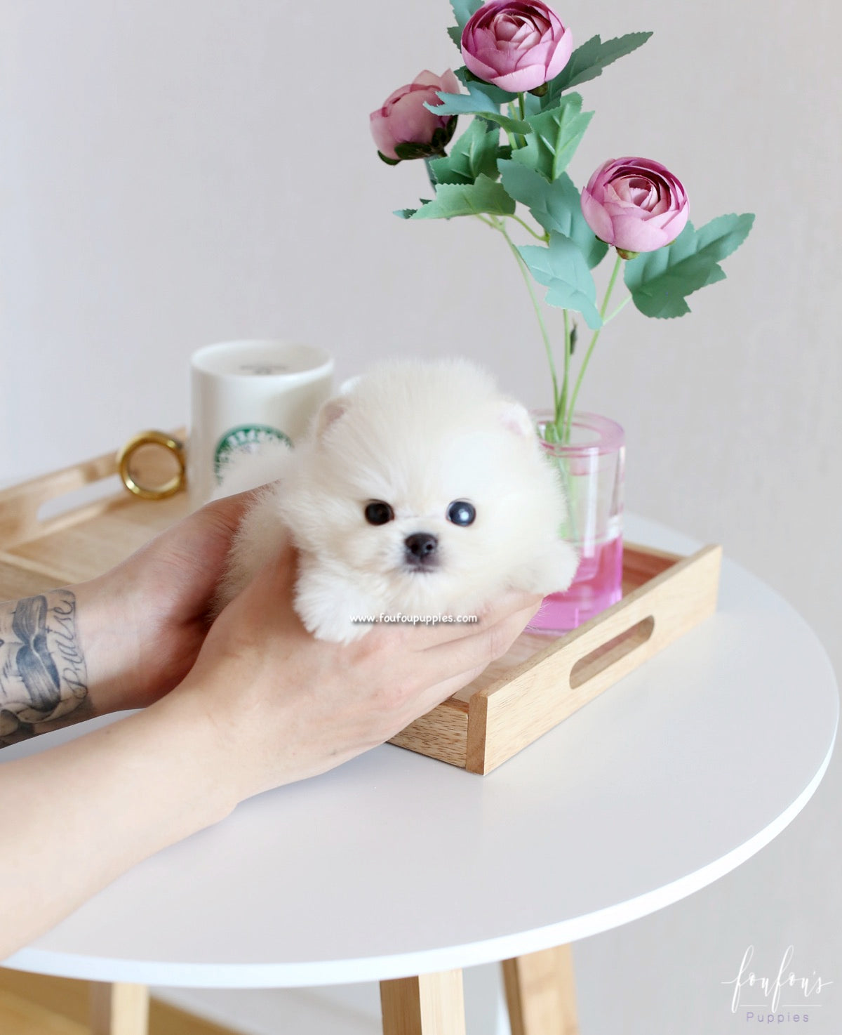 Ken - Pomeranian M.