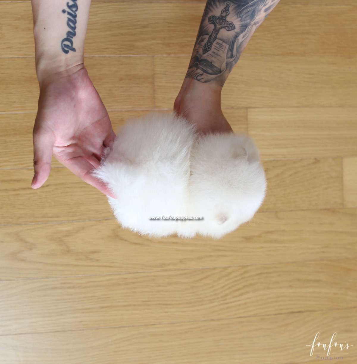 Ken - Pomeranian M.