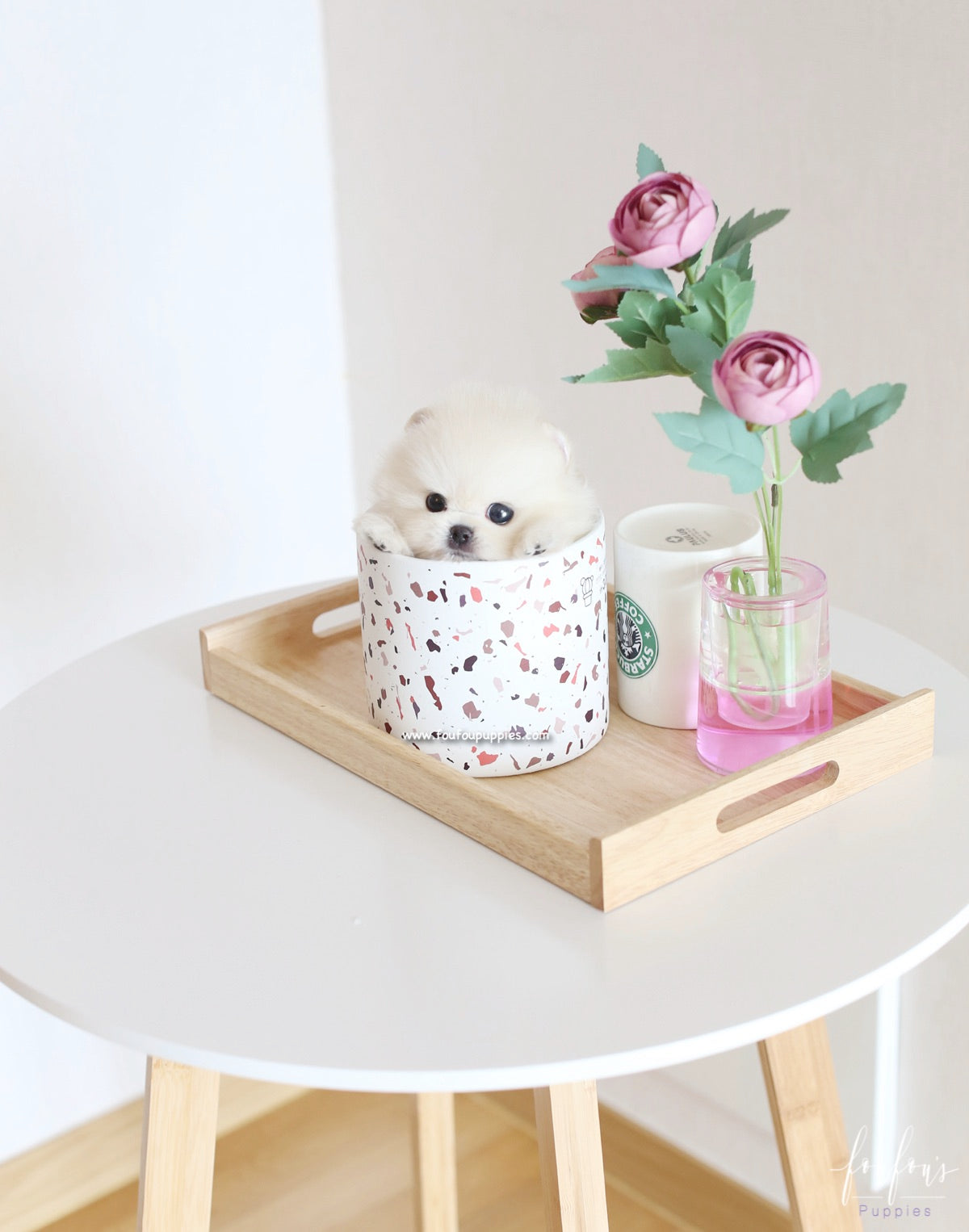 Ken - Pomeranian M.