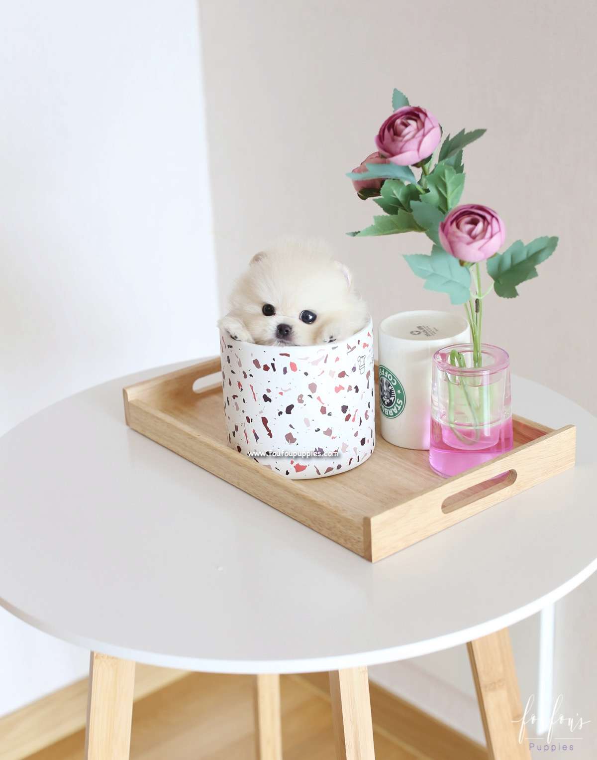 Ken - Pomeranian M.