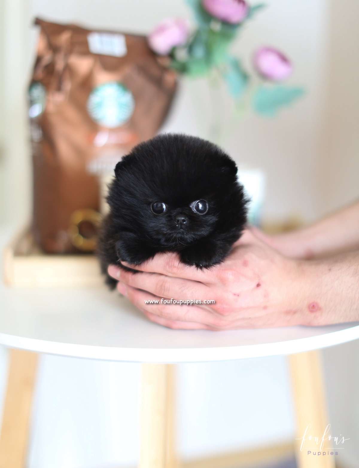Onyx - Pomeranian M.
