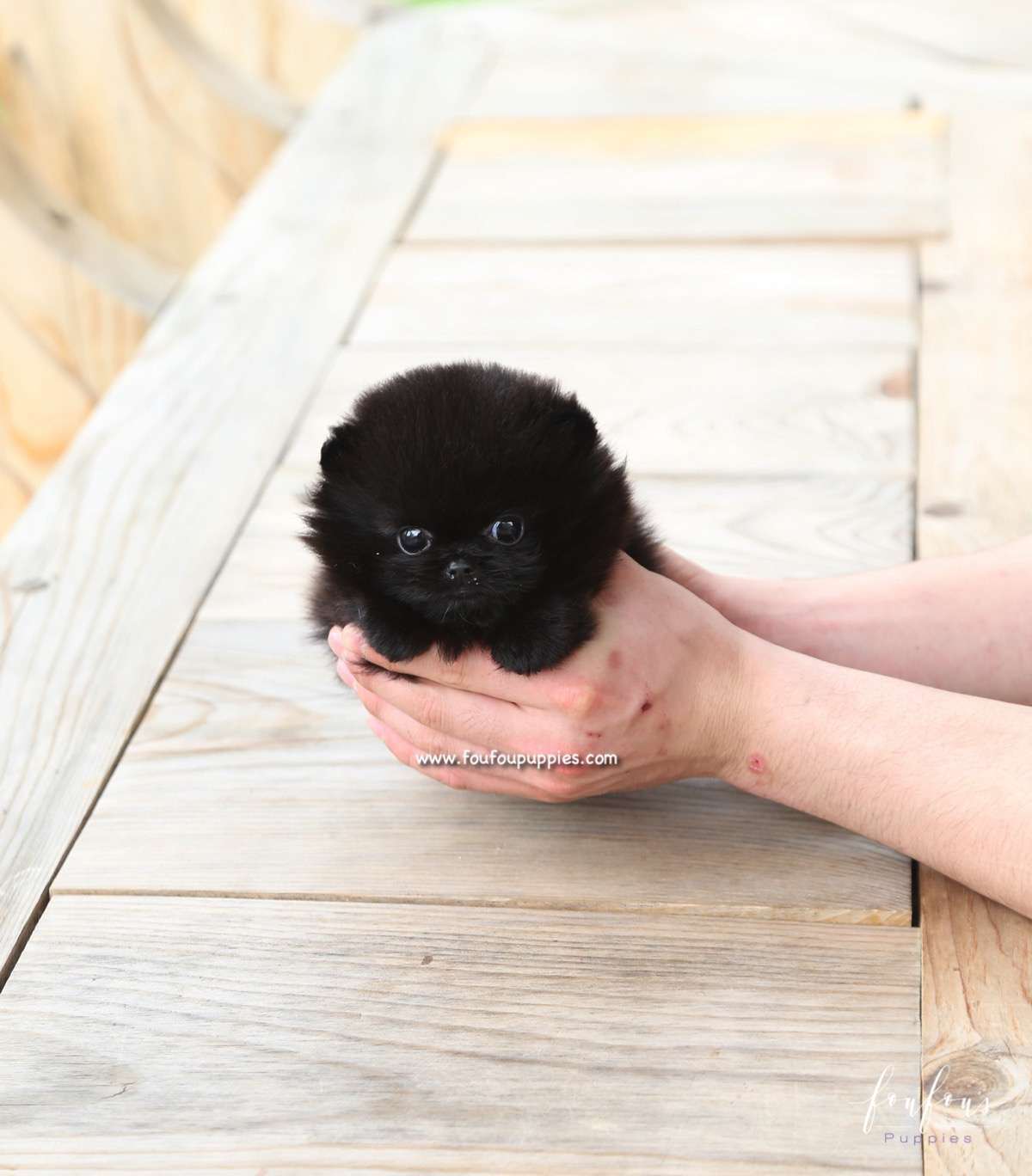 Onyx - Pomeranian M.