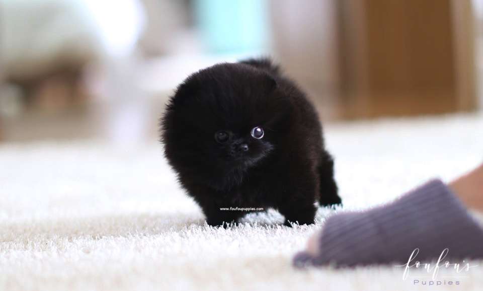 Onyx - Pomeranian M.