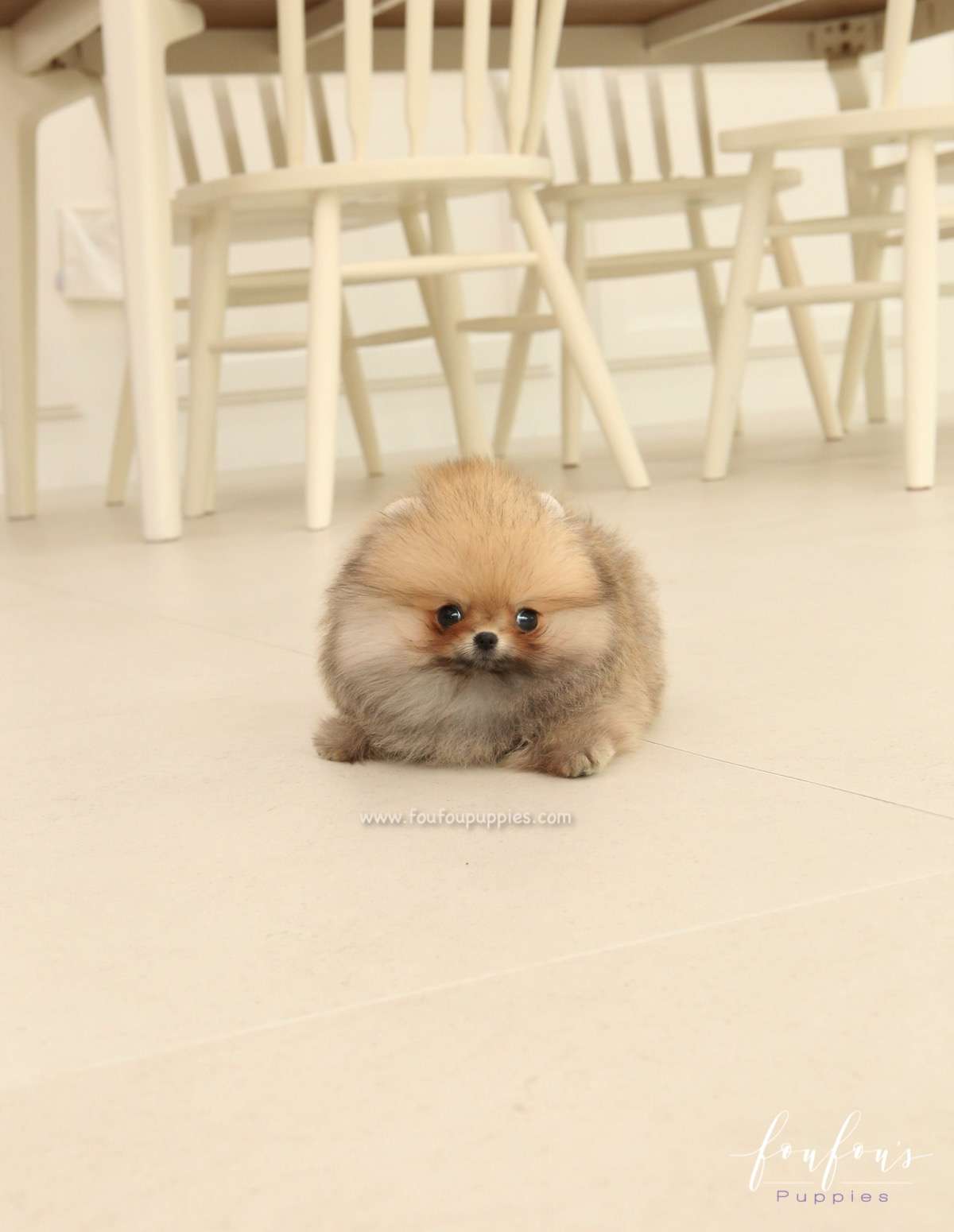 Jazzy - Pomeranian F.