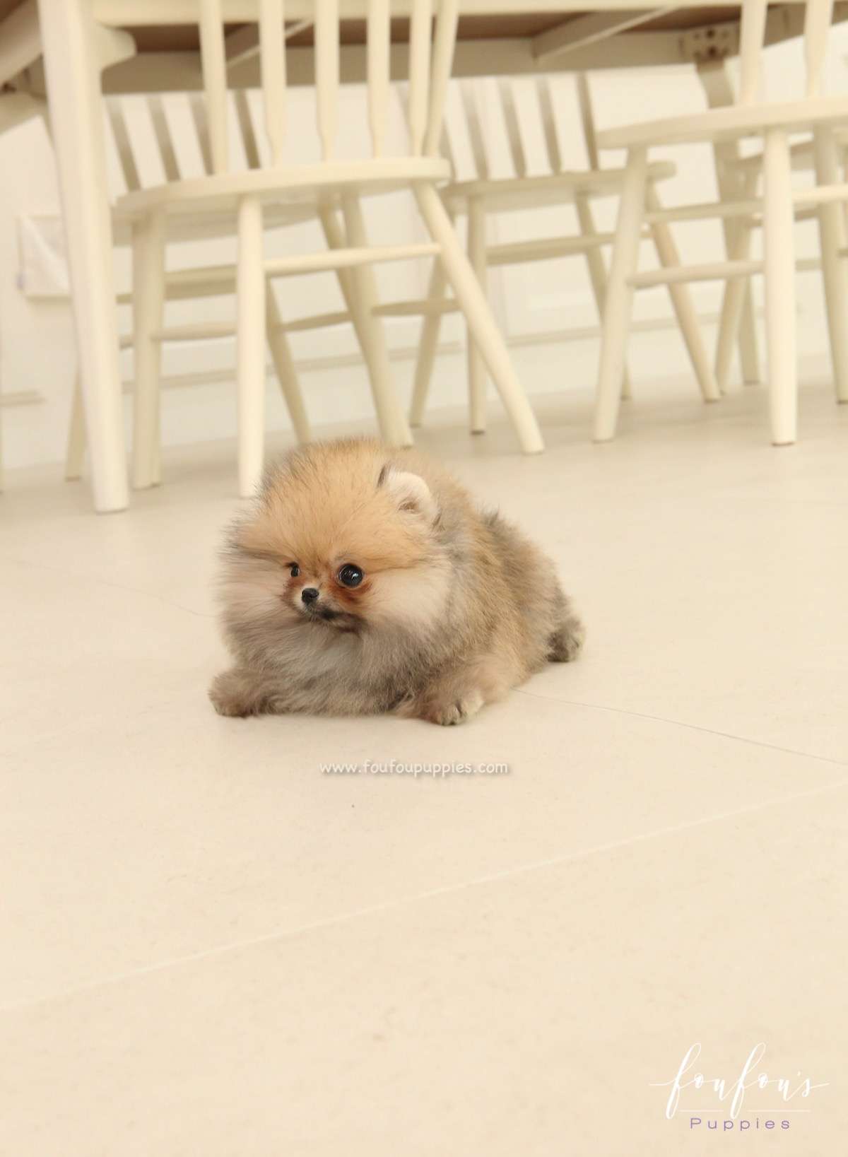 Jazzy - Pomeranian F.