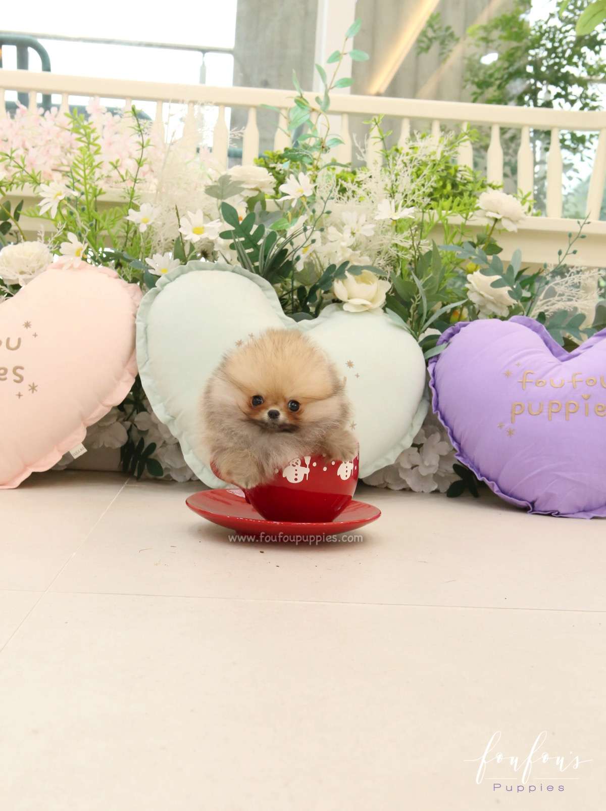 Jazzy - Pomeranian F.