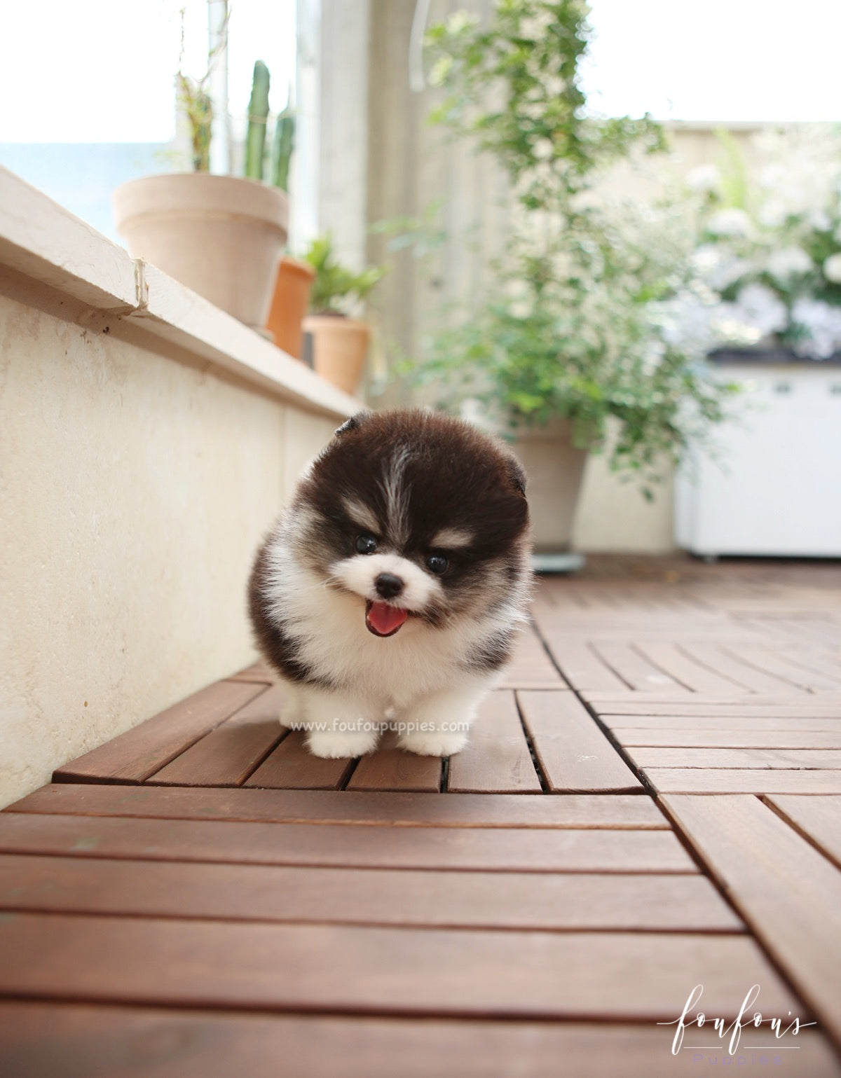 Oreo pomeranian hot sale