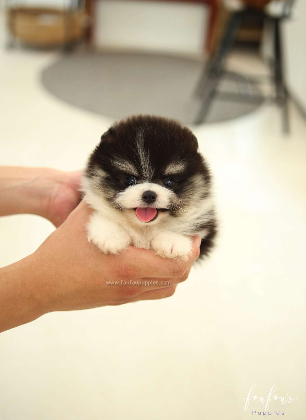 Oreo - Pomeranian M.