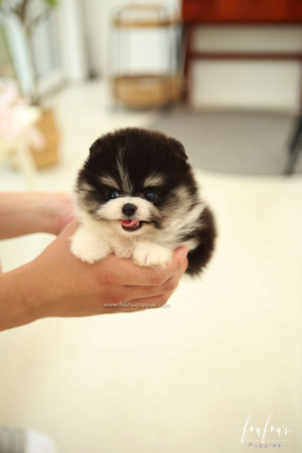 Oreo - Pomeranian M.