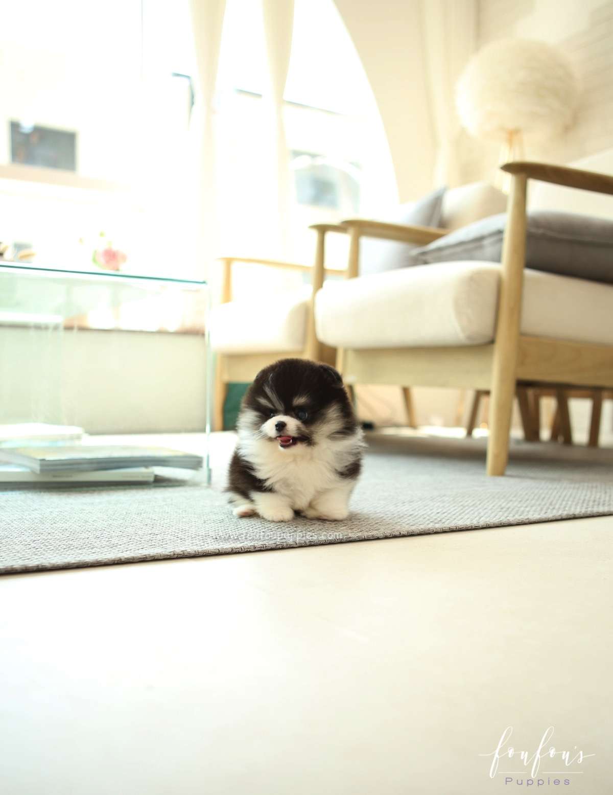 Oreo - Pomeranian M.