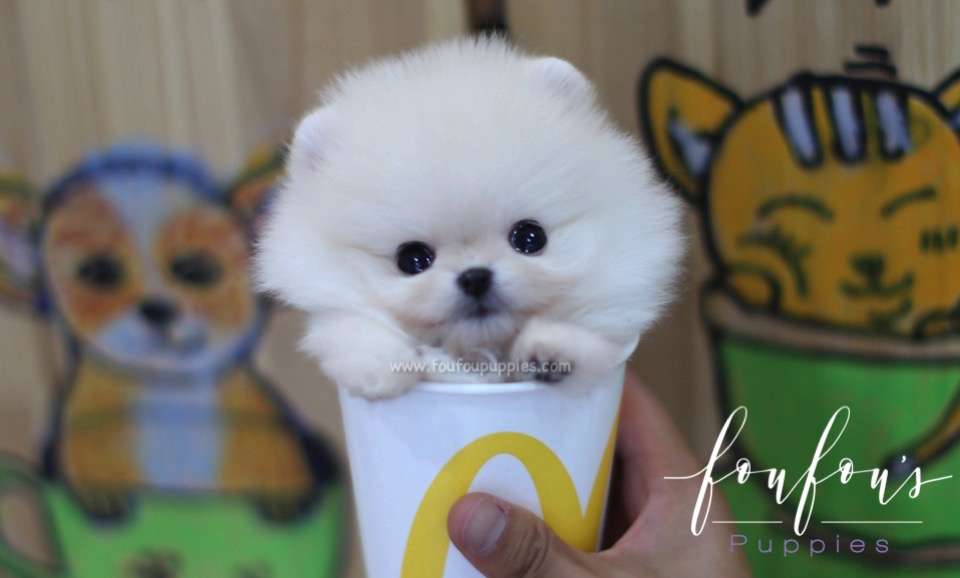 Biggie - Pomeranian M.